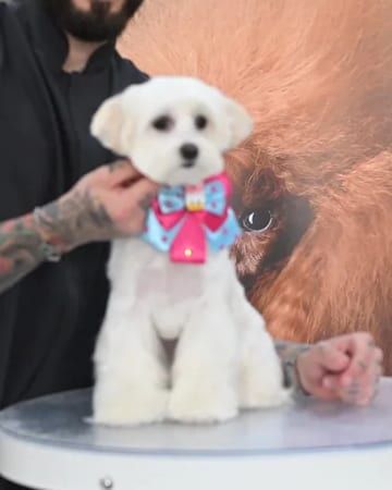 White Maltese with an Asian Fusion style cut and a bow tie on a grooming table