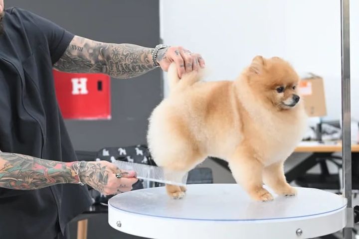 Groomer combing a Pomeranian's coat on a grooming table