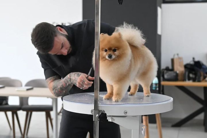 Groomer scissoring a Pomeranian standing on a grooming table